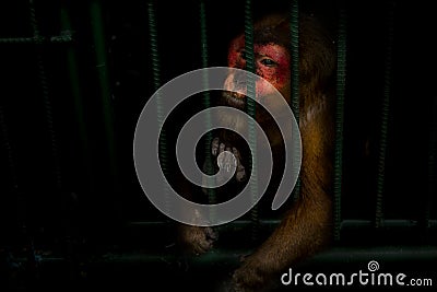 The monkeys are trapped in a steel cage and exhibit the cruelty of mankind. Stock Photo