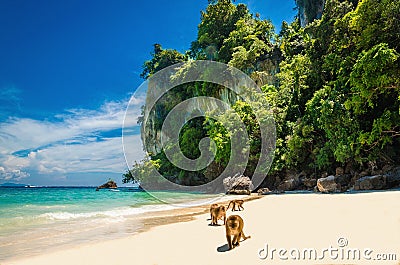 Monkeys waiting for food in Monkey Beach, Thailand Stock Photo