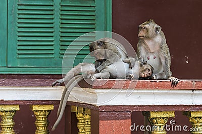 The monkeys of Wat Leu Temple The family Sihanoukville Cambodia Stock Photo