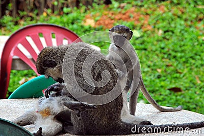 Monkies cleaning them Botanical gardens Uganda Stock Photo