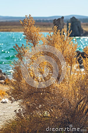 Mono Basin fall colors. Mono Lake, California Stock Photo