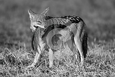 Mono black-backed jackal chewing helmeted guineafowl feathers Stock Photo