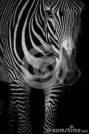 Mono close-up of Grevy zebra lowering head Stock Photo