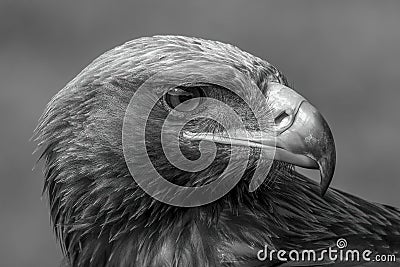 Mono close-up of head of golden eagle Stock Photo
