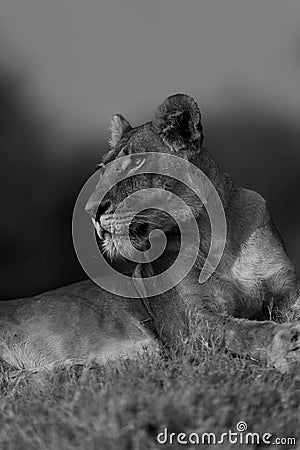 Mono close-up of lioness lying on bank Stock Photo