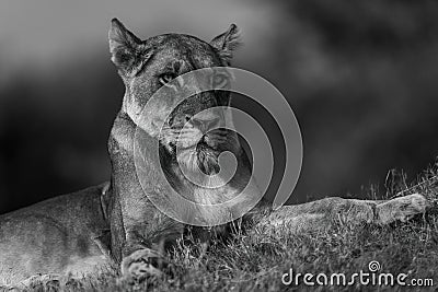 Mono close-up of lioness lying on slope Stock Photo