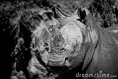 Mono close-up of muddy white rhinoceros staring Stock Photo