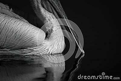 Mono close-up of pelican beak touching water Stock Photo