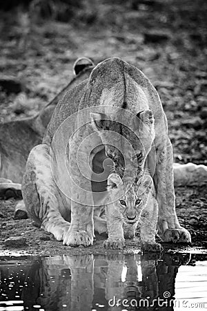 Mono lioness licking cub by water hole Stock Photo