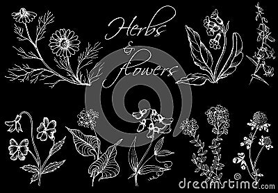 Monochrom hand drawn illustration of wild herbs and flowers. Cartoon Illustration