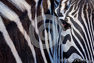 Monochromatic image of a the face of a Grevy's zebra, big eye in the black and white strips, detail animal portrait, Kenya Stock Photo