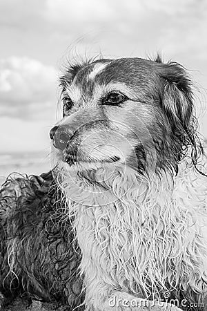 Monochromatic image of red and white curly haired collie type dog at a beach Stock Photo