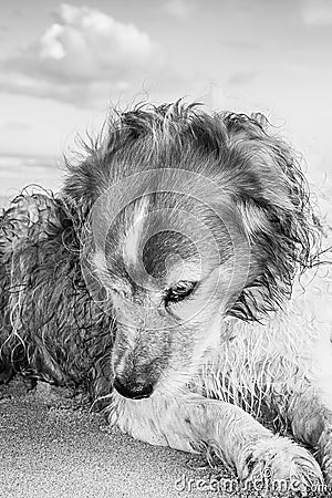 Monochromatic image of red and white curly haired collie type dog at a beach Stock Photo