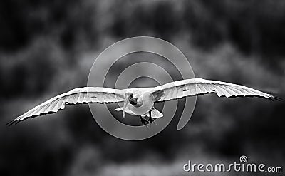 Monochrome African Sacred Ibis in flight coming to land at a wetland Stock Photo