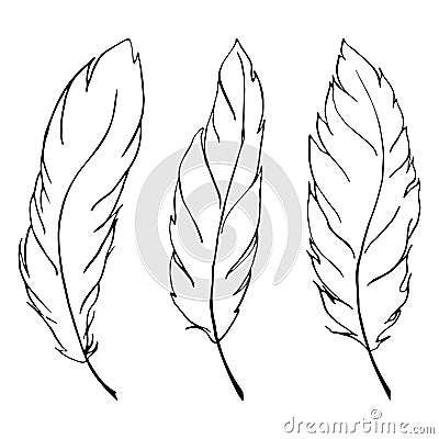 Monochrome black and white bird feather line art set vector Vector Illustration