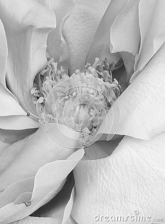 Monochrome bright white aged rose blossom heart macro Stock Photo