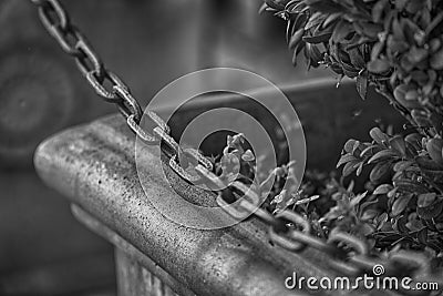 Monochrome Bush in flowerpot with steel chain fence before it Stock Photo