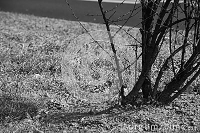 Monochrome bush on the lawn near the road Stock Photo