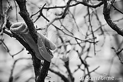 Monochrome children glove on the branches Stock Photo