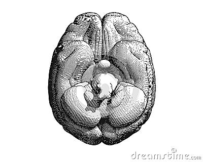Engraving brain illustration bottom view on white BG Vector Illustration