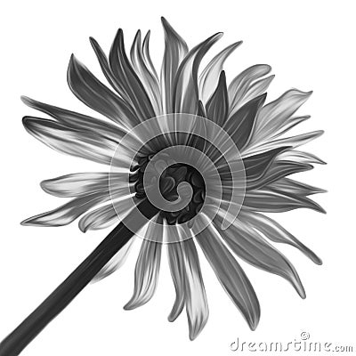 Monochrome flower Cartoon Illustration