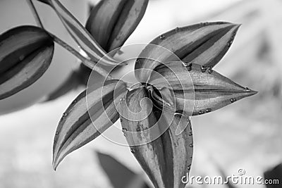 Monochrome flower hanging Stock Photo