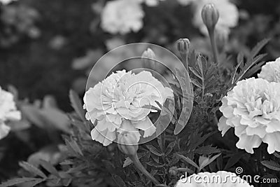 Monochrome flower in the park Stock Photo