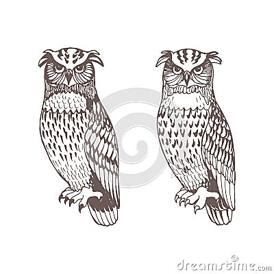 Monochrome graphic vector owls set isolated Vector Illustration