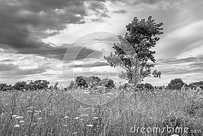 Monochrome image. Gloomy sky over the flowered Bogolyubovo meadow, Vladimir region, Russia. Stock Photo