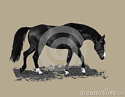 Monochrome image of a horse isolated Stock Photo