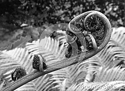Monochrome image of an unfurling fern leaf in close up with complex spiral unfolding pattern Stock Photo