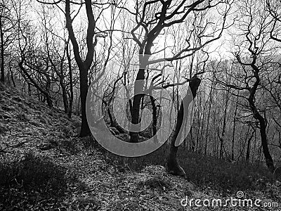 Monochrome image of a winter forest on a hillside with backlit twisted dark trees against the light on a sloping hillside Stock Photo