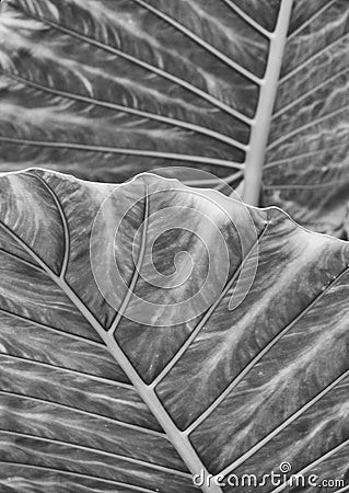 monochrome large abstract striped leaf tropical abstract nature background Stock Photo