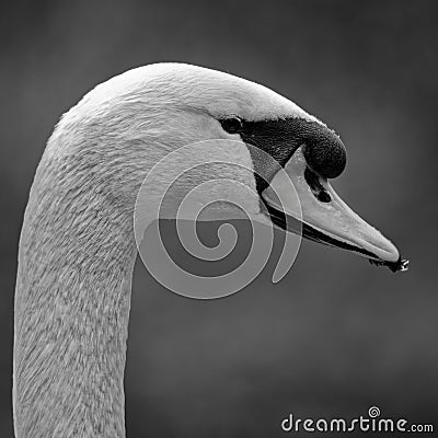 Monochrome lose-up portrait f an adult Mute swan cygnus olor Stock Photo