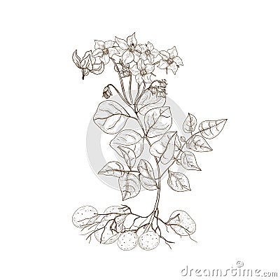 Monochrome outline drawing of potato plant with flowers, roots and tubers. Edible cultivated tuberous crop hand drawn Vector Illustration