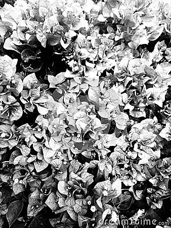 Monochrome photo of paper flower bush Stock Photo