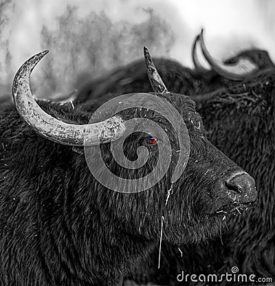 Angry Waterbuffalo portrait Portrait grantiger WasserbÃ¼ffel Stock Photo