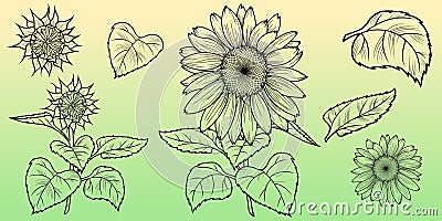 Monochrome . Set of flower drawings, flowers and sunflower leaves, vector Vector Illustration