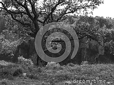 MonoChrome Tree Stock Photo