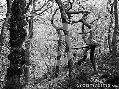 Monochrome twisted spooky eerie winter trees in misty winter Stock Photo