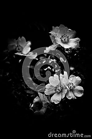 Monochrome white flowers on black background Stock Photo