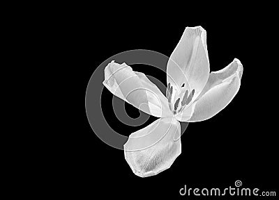 Monochrome white wide open tulip blossom macro on black background Stock Photo