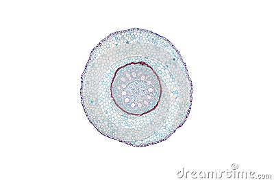 Monocot root cross section slide view under microscope for botany education Stock Photo