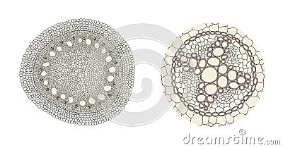 Plant root comparison on monocot left and dicot right Stock Photo