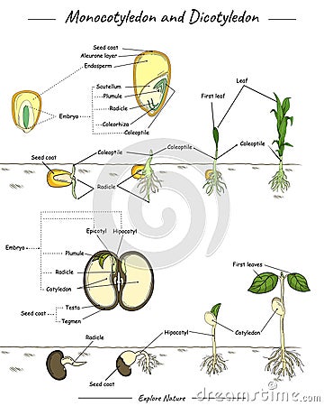 Monocotyledon and dicotyledon corn and bean seed Stock Photo