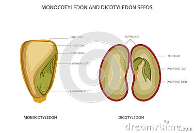 Monocotyledon and dicotyledon seeds, monocots having one seed leaf and dicots having two leaf Vector Illustration