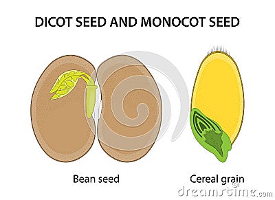 Dicot seed and Monocot seed: similarities and differences. Vector Illustration