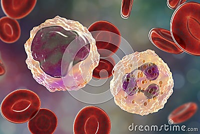 Monocyte and neutrophil surrounded by red blood cells Cartoon Illustration