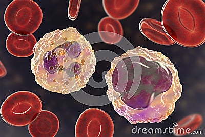 Monocyte and neutrophil surrounded by red blood cells Cartoon Illustration