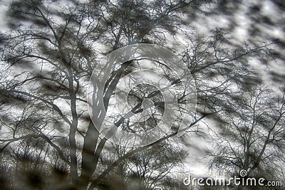 Monotone uniformly distributed fuzzy spots and bare clear trees Stock Photo